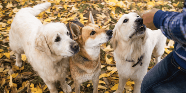 Long Lasting Dog Treats - Bully Sticks Central