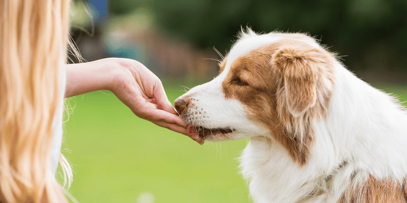 Long Lasting Dog Treats - Bully Sticks Central