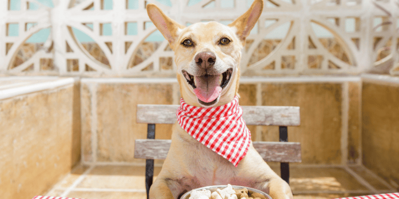 Low calorie dog biscuits hotsell