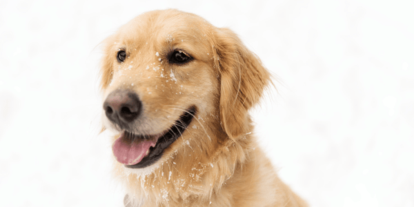 Low Fat Homemade Dog Treats - Bully Sticks Central