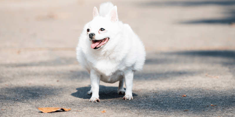 Fiber sales dog treats