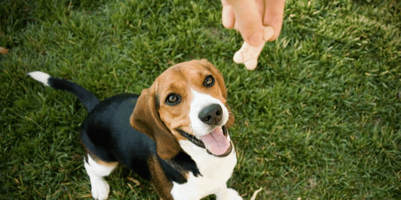 Low Oxalate Dog Treats - Bully Sticks Central