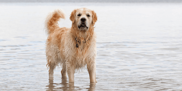 Low Protein Dog Treats