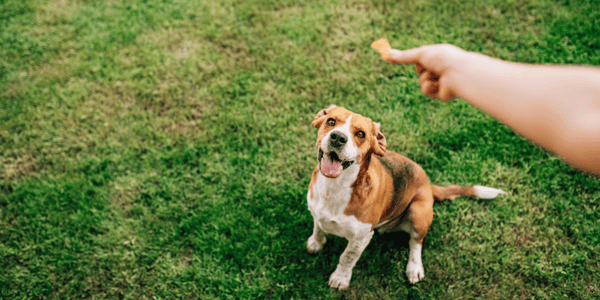 Make Your Own Dog Treats - Bully Sticks Central