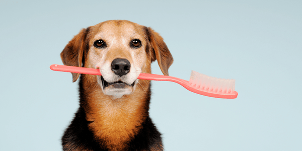 Making Dog Dental Treats - Bully Sticks Central