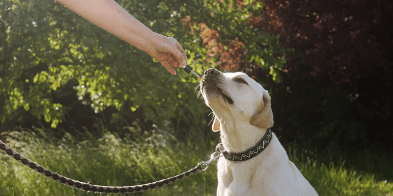 Marijuana Dog Treats - Bully Sticks Central