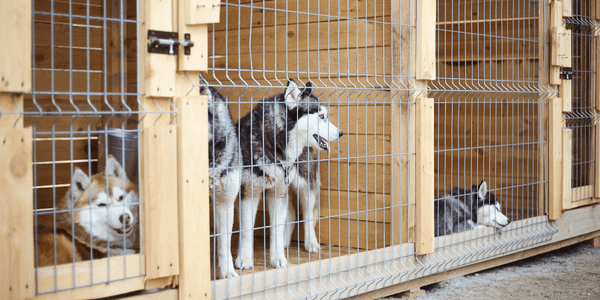 Mastering Puppy Kennel Training - Bully Sticks Central