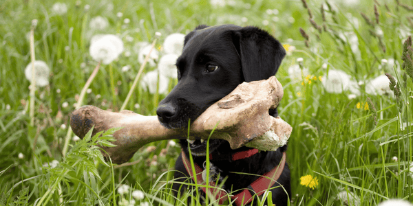 Meaty Bone Dog Treats - Bully Sticks Central