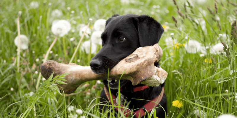 meaty bone dog treats