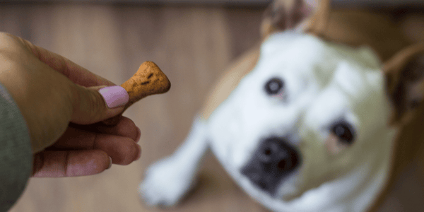 Milk Bone Dog Treats - Bully Sticks Central