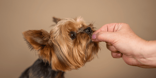 Mini Dog Treats - Bully Sticks Central