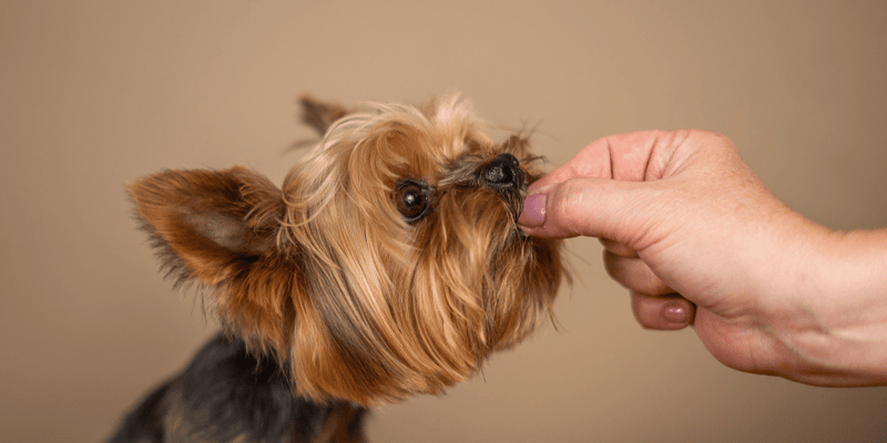 Mini Dog Treats - Bully Sticks Central