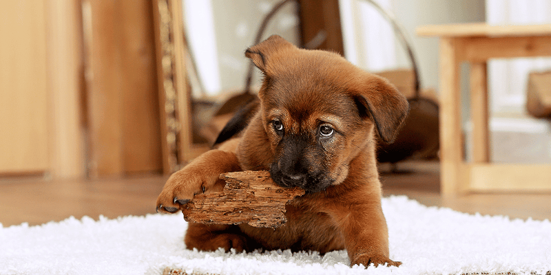 My Puppy Chews On Everything - Bully Sticks Central