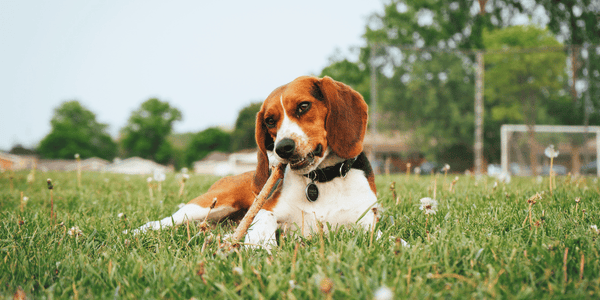 Natural Dental Chews for Dog Breath - Bully Sticks Central