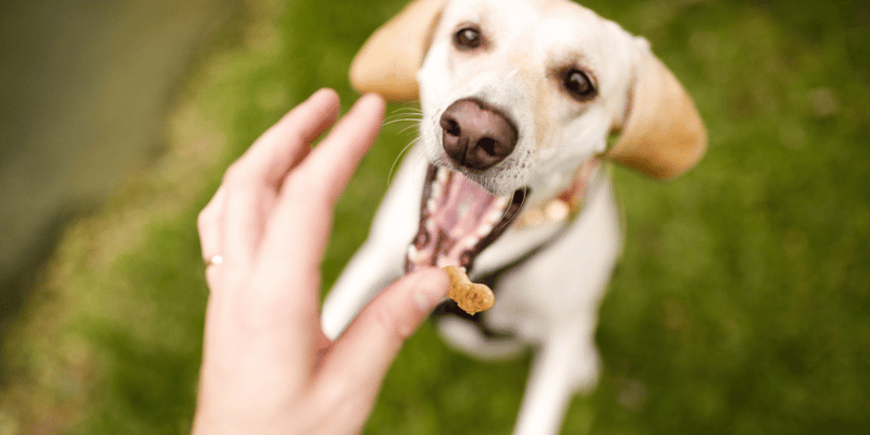 Natural Dog Treat - Bully Sticks Central