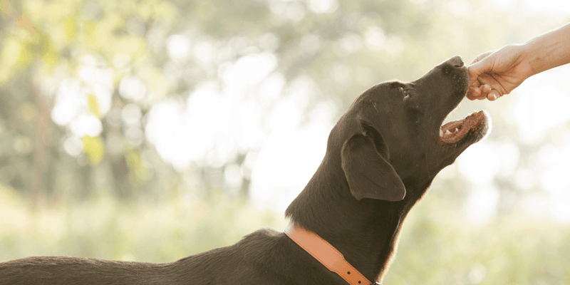 Natural Dog Treats - Bully Sticks Central