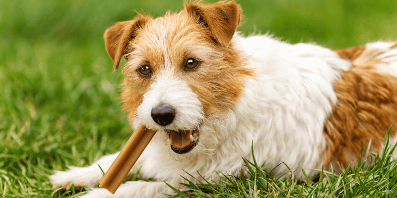 Natural Dog Treats - Bully Sticks Central