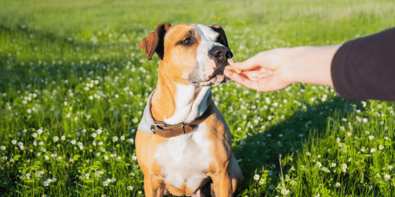 Natural Dog Treats - Bully Sticks Central