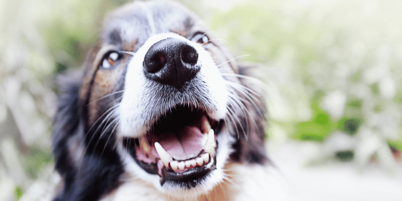 Natural Dog Treats For Dental Health - Bully Sticks Central