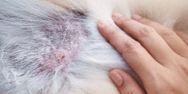 Dry skin patches 2025 on dogs treatment