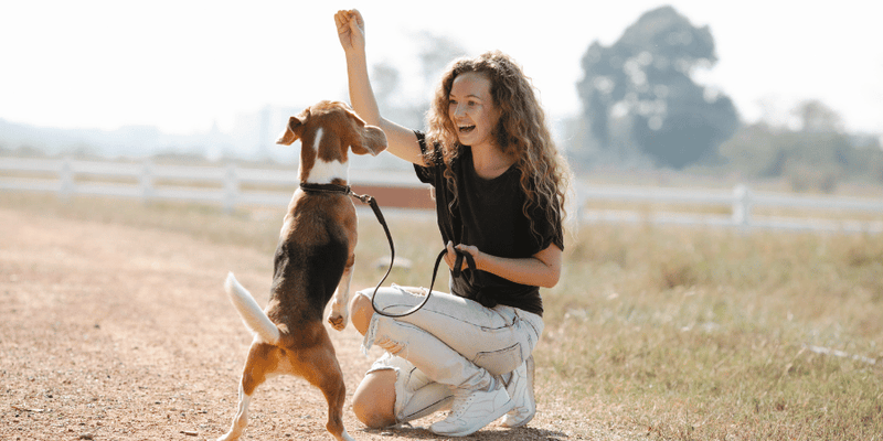 Natural Preservatives For Dog Treats - Bully Sticks Central
