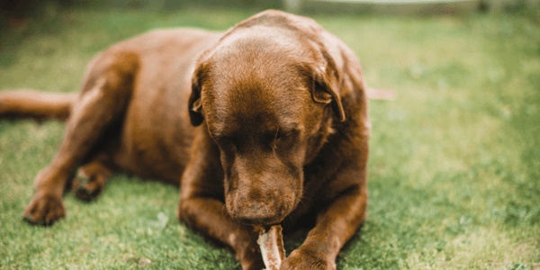 Natural Treats For Dogs - Bully Sticks Central