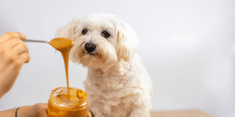 No Bake Peanut Butter Dog Treats - Bully Sticks Central