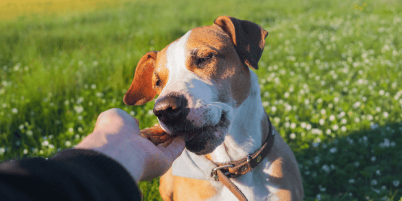 Oat Flour Dog Treats - Bully Sticks Central