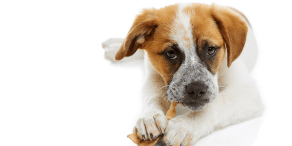 Organic Dog Treats - Bully Sticks Central