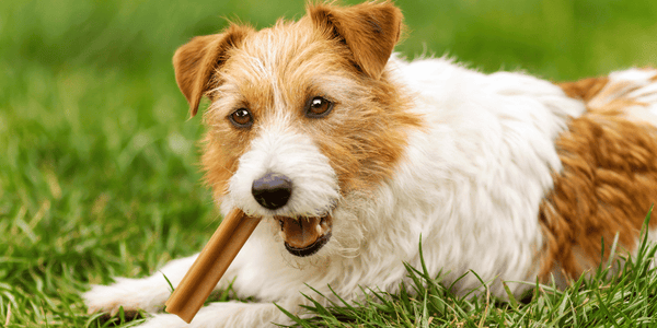 Organic Natural Dog Treats - Bully Sticks Central