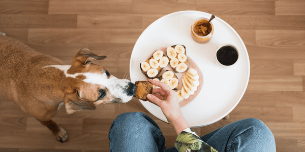 Peanut Butter Banana Dog Treats Grain Free - Bully Sticks Central