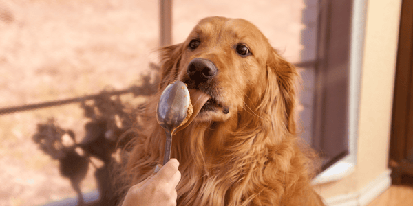 Peanut Butter Dog Treats - Bully Sticks Central