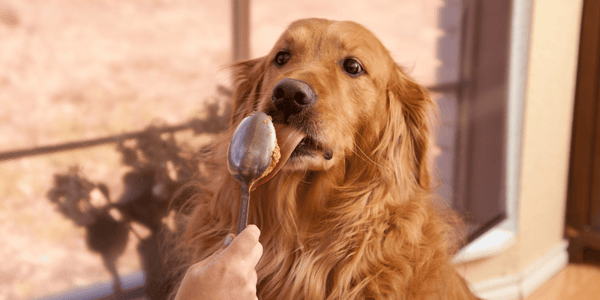 Peanut Butter Dog Treats Recipe - Bully Sticks Central