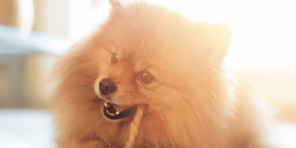 Pet Chews - Bully Sticks Central