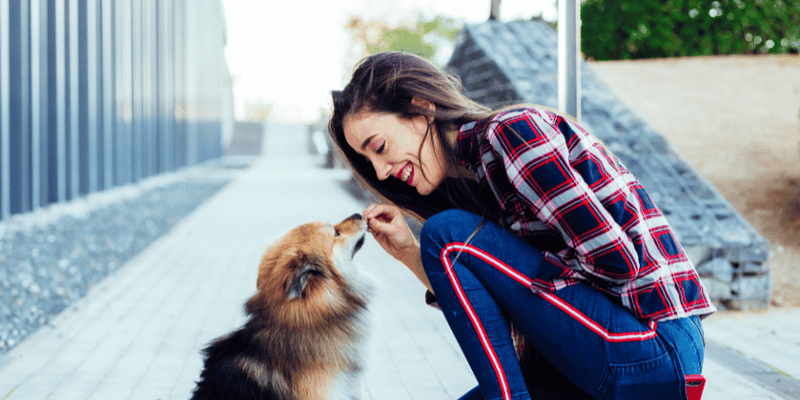 Pet Training Treats - Bully Sticks Central