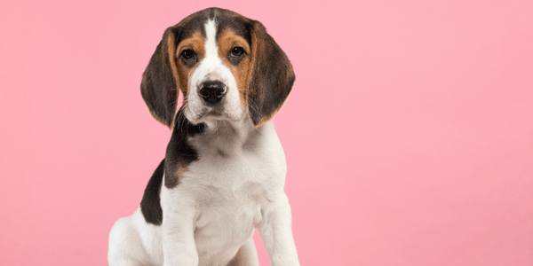 Potty Training A Beagle Puppy - Bully Sticks Central