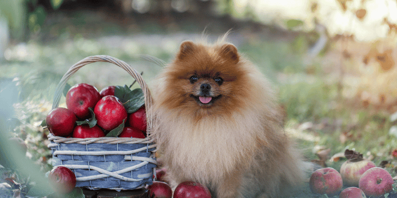 Pumpkin Applesauce Dog Treats