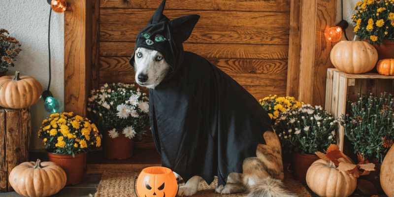 Pumpkin Peanut Butter Dog Treats - Bully Sticks Central