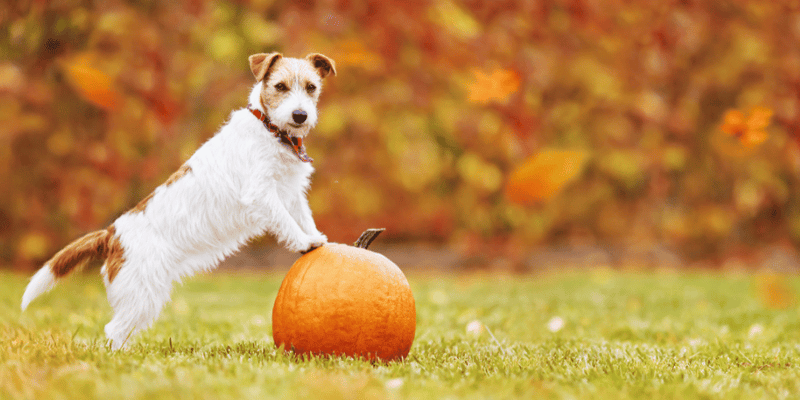 Pumpkin Puree Dog Treats - Bully Sticks Central