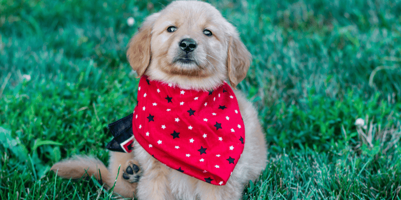 Puppy Bandana - Bully Sticks Central