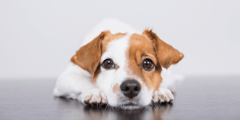 Puppy Calming Treats - Bully Sticks Central