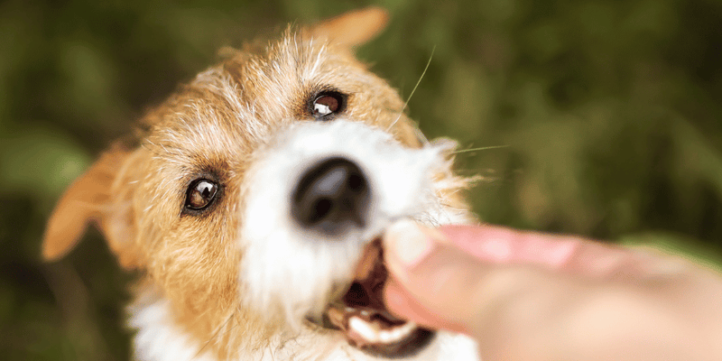 Puppy Teething Treats - Bully Sticks Central