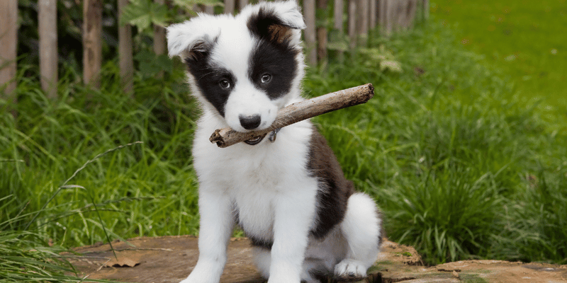 Puppy To Stop Chewing - Bully Sticks Central