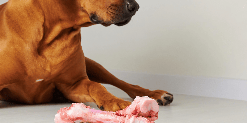 Dog eating raw bone best sale