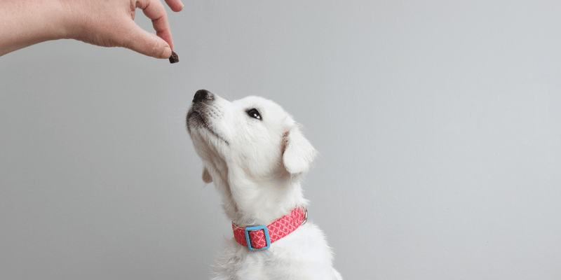 Recipe For Grain Free Dog Treats - Bully Sticks Central