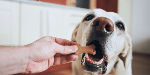 Recipes For Dog Biscuits Treats - Bully Sticks Central