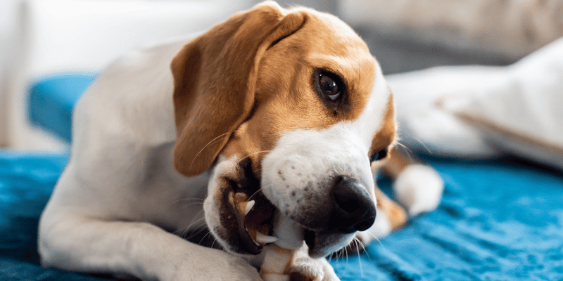 Safe Dog Chews - Bully Sticks Central