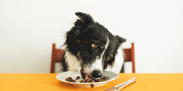 Safe Ingredients For Dog Treats - Bully Sticks Central