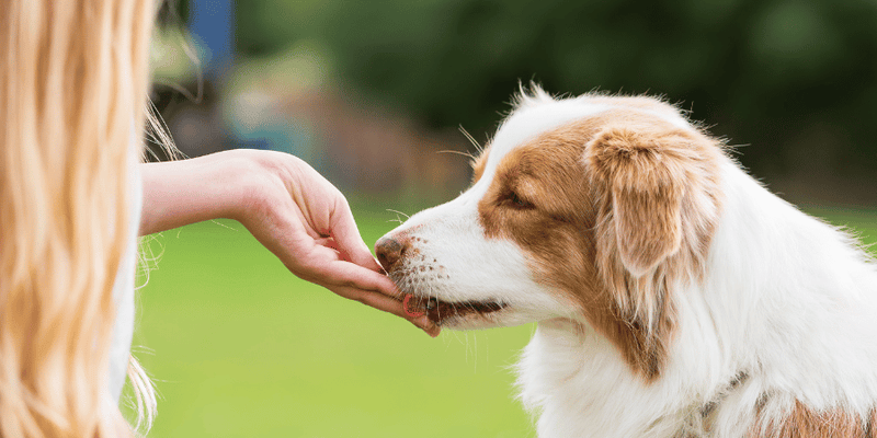Safest Dog Treats - Bully Sticks Central