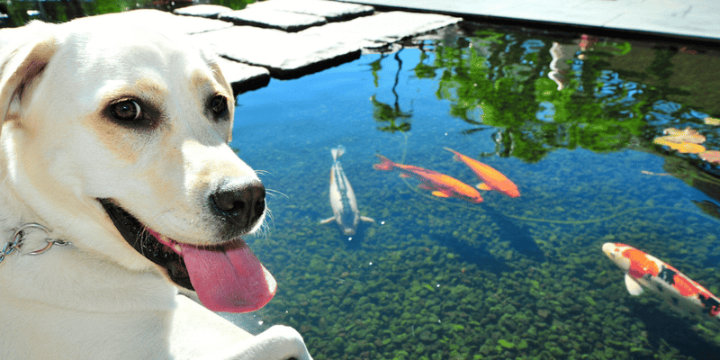 Salmon Dog Treats - Bully Sticks Central